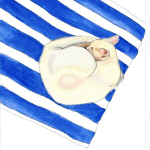 Acuarela con gato durmiendo sobre una toalla en Formentera